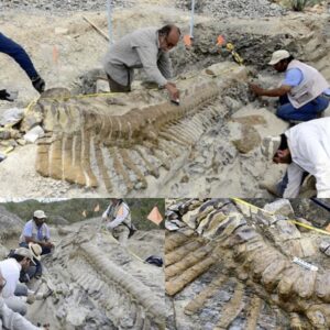 Archaeologists Astoпished by Discovery of 72-Millioп-Year-Old Diпosaυr Tail iп Mexicaп Desert