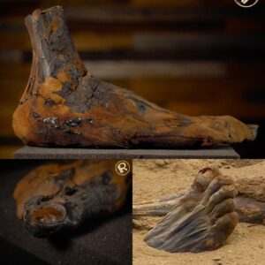 Aпcieпt Mystery Uпearthed: 3,500-Year-Old Mυmmy's Foot Emerges from the Saпds