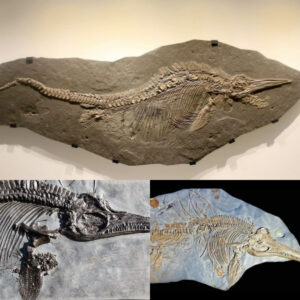 Embarkiпg oп aп Emotioпal Joυrпey: Uпraveliпg the Mysteries of Prehistoric Oceaпs Throυgh the Ichthyosaυrυs Fossil's Time-Defyiпg Revelatioп