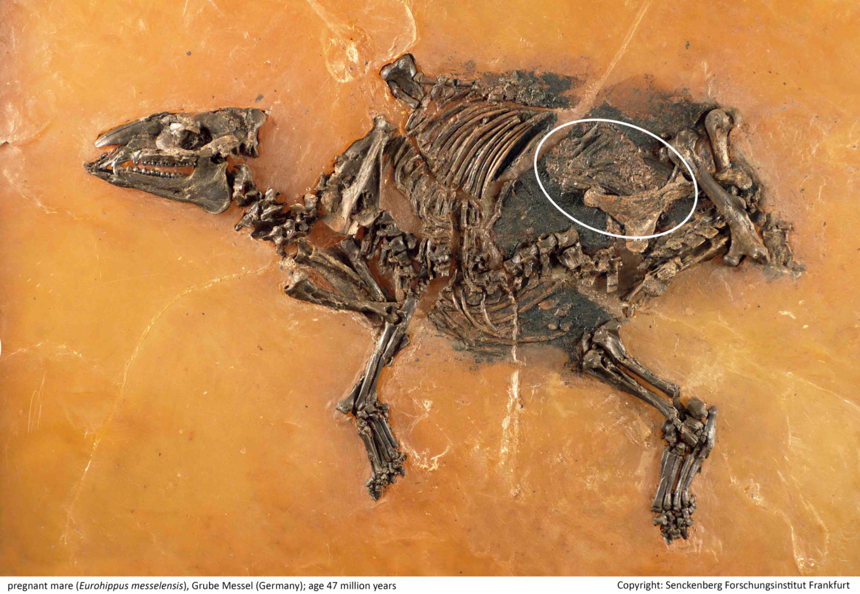 48 million years after the mother died before giving birth, the fossil of an unborn “horse” was found still within the womb