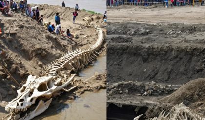Unraveling the Enigma: The Astonishing Revelation of a Dragon Skeleton Resurrected from the Riverbank