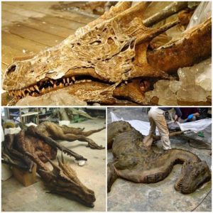 Discovering a Mythical Treasure: Remarkable Dragon Fossil Found in China Stuns Scientists