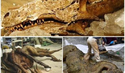 Discovering a Mythical Treasure: Remarkable Dragon Fossil Found in China Stuns Scientists