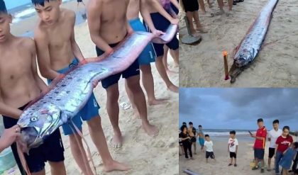 Breaking: Enormous Oarfish Washes Ashore in Thuan An Beach, Hue, warning of an impending storm or major earthquake.