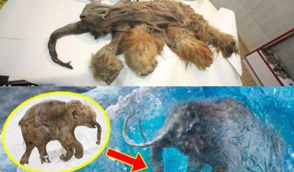 What does the mystery of the 3-million-year-old mammoth mummy hide in the Antarctic ice?